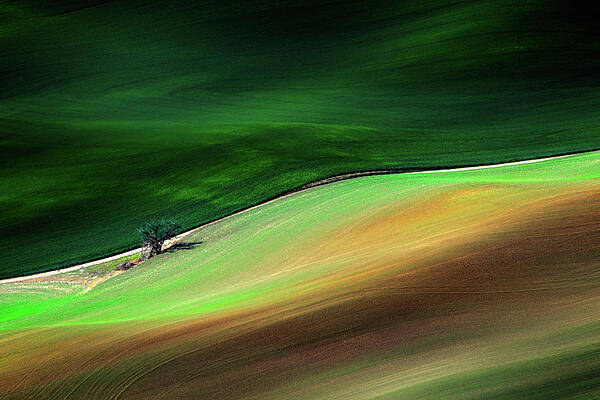 Tree Photograph - Lonely Tree by Ursula Abresch