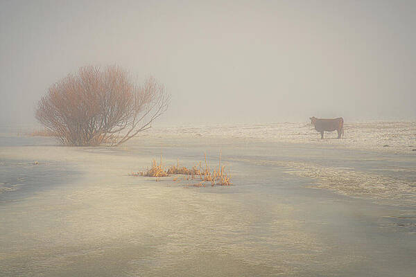 Moody Wall Art featuring the photograph Loner In The Fog by Mike Lee