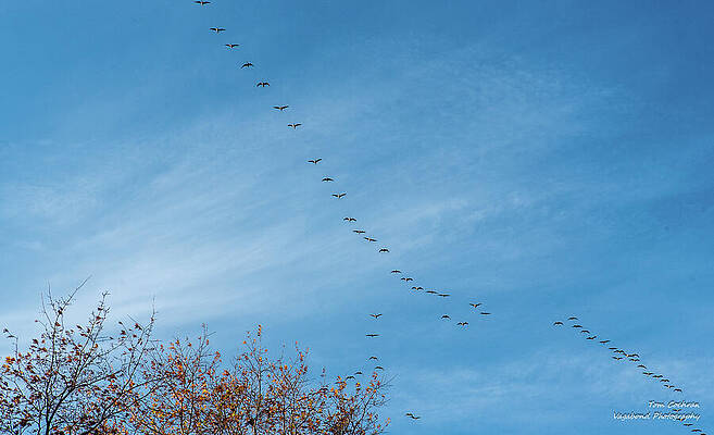 Birds Flying in V Formation Photograph