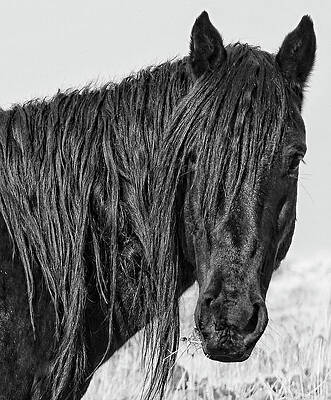 Wall Art featuring the photograph Black Stallion Portrait In Black And White by Waterdancer