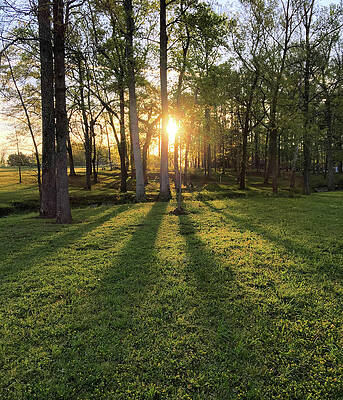Beautiful Wall Art featuring the photograph Long Morning Shadows by Greg Lane
