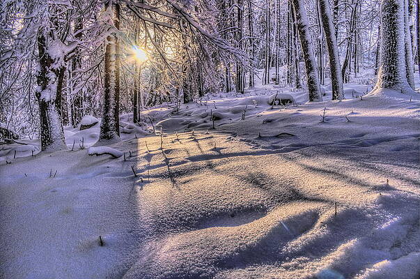 Wall Art featuring the photograph Long Shadows In The Snow by Dale Kauzlaric