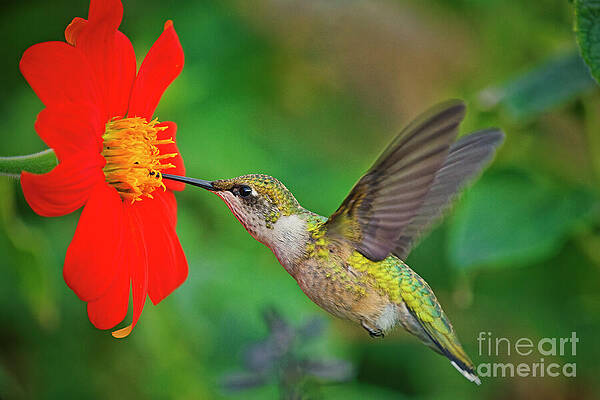 Hummingbird Feeding from Red Flower Photograph