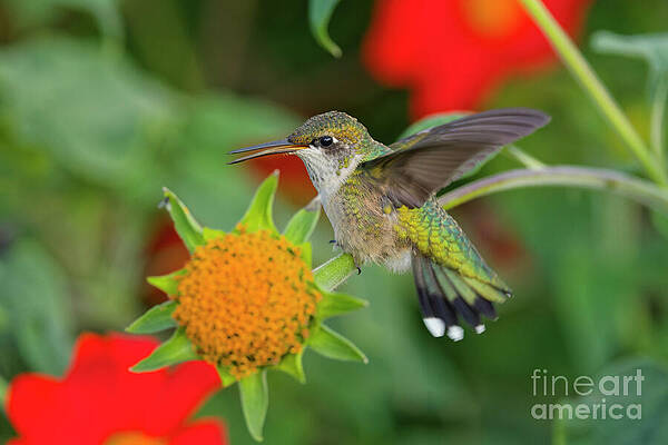 Hummingbird Hovering by Vibrant Flowers Photograph