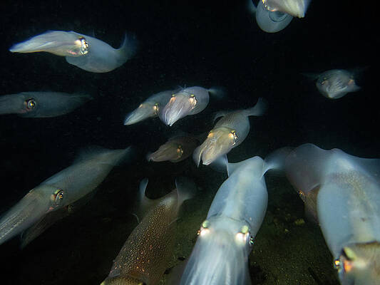 Underwater Wall Art featuring the photograph Longfin Squid In Formation by Brian Weber