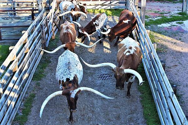 Cowboy Wall Art featuring the photograph Longhorns by Alden White Ballard