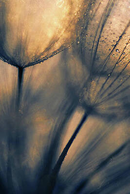 Abstract Photograph - Longing by Ursula Abresch
