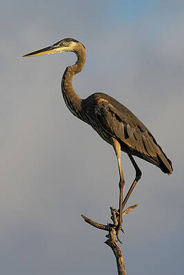 Florida Photograph - Look Ahead by RD Allen