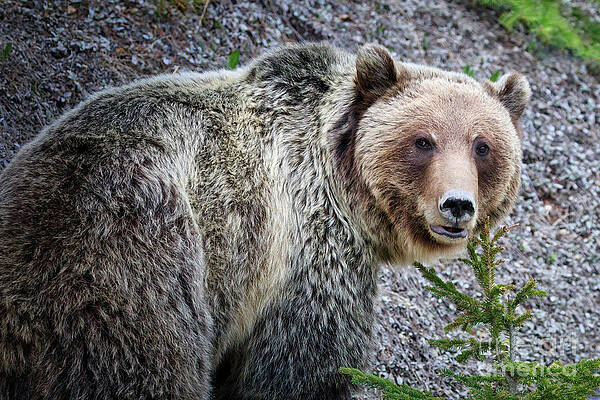 Wild Wall Art featuring the photograph Look At Me by Thomas Nay