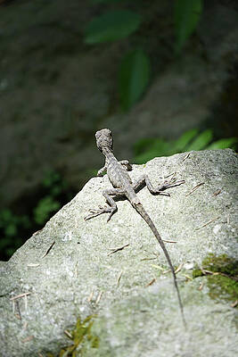 Wall Art featuring the photograph Look Before You Leap by Richard Reeve
