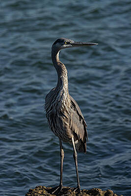 Florida Photograph - Looking At Dawn by RD Allen
