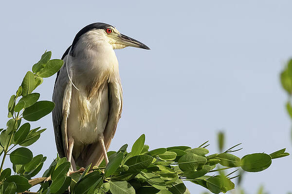 Florida Photograph - Looking Eastward by RD Allen