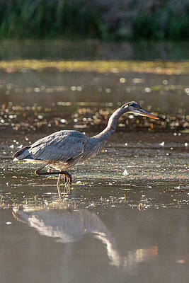 Wildlife Wall Art featuring the photograph Looking For A Meal by Rob Narwid