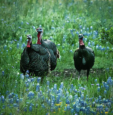 Texas Wall Art featuring the photograph Looking For Hens by Ron Long Ltd Photography