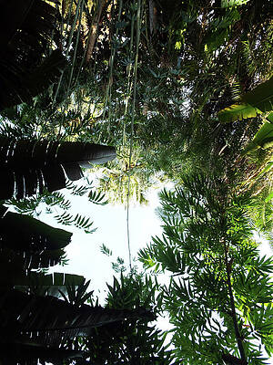 Tree Wall Art featuring the photograph Looking Up Through A Palm Canopy by Doreen Rosselli
