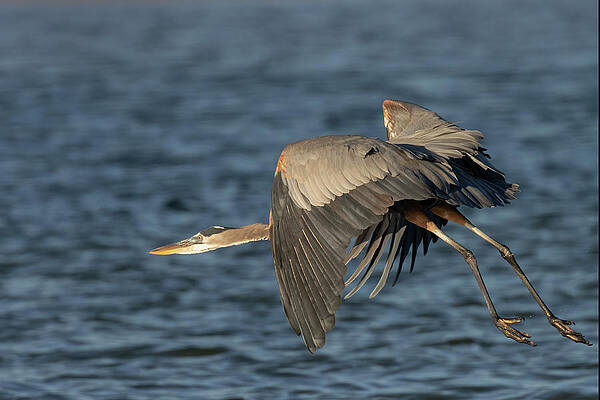 Florida Photograph - Looking To Gain Lift by RD Allen