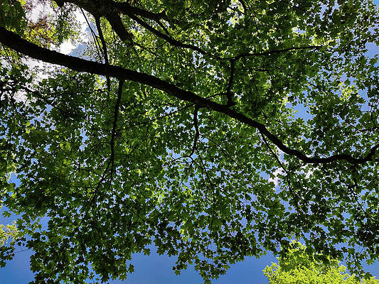 Beautiful Wall Art featuring the photograph Looking Up by Robert Grac