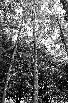 Sky Wall Art featuring the photograph Looking Up The Canopy by Francisco Ruiz Navas