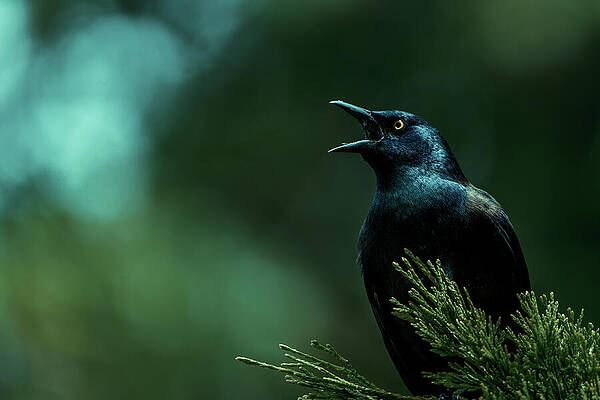 Bird Wall Art featuring the photograph Lookout by Rich Kovach