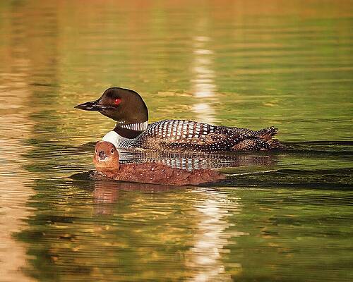 Adult and Juvenile Loons on Calm Lake Photograph