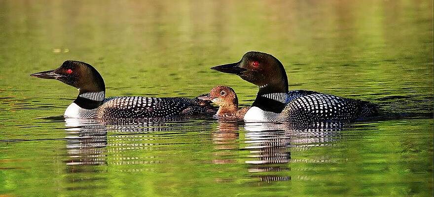 Reflection Photograph - Loon Family, Norway, Maine by Steven Ralser
