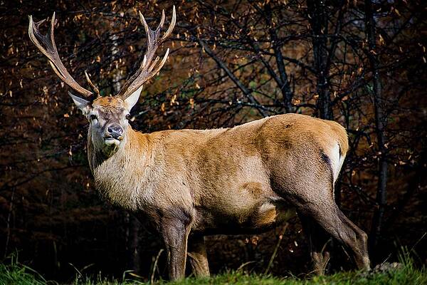 Wildlife Wall Art featuring the photograph Lord Of The Forest by Robert Grac