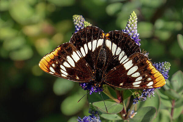 Colorful Butterfly on Purple Flowers Wall Art