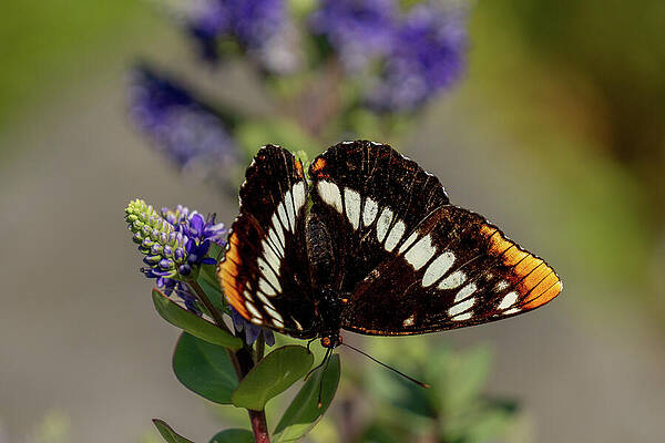 Butterfly Resting on Purple Flowers Wall Art