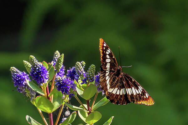 Butterfly on Purple Flowers Wall Art