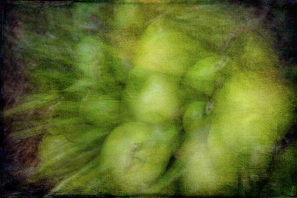 Wall Art featuring the photograph Losing Focus by Dodie Ross