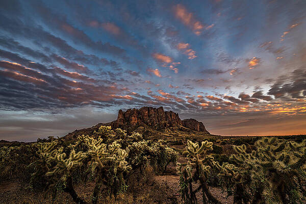 Mountain Photograph - Lost Dutchman Chollas by Matt Halvorson