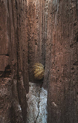 Park Photograph - Lost Tumbleweed - Cathedral Gorge, Nevada by Abbie Warnock