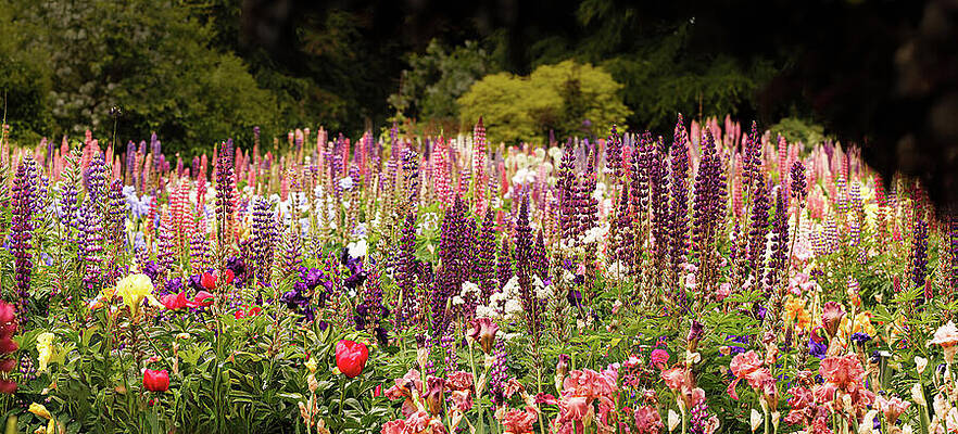 Wall Art featuring the photograph Lots Of Lupine by Jean Noren