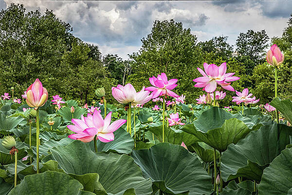 Lotus Pond by Elvira Peretsman
