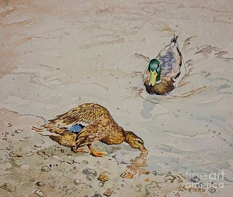 Wall Art featuring the painting Love Birds by Sybil Riead