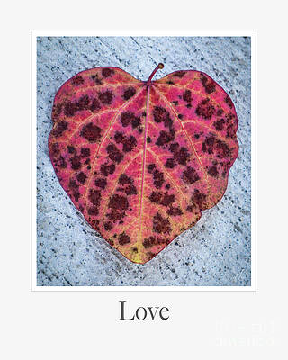 Nature Photograph - Love Leaf by D Lee