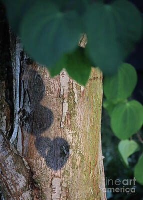 Green Photograph - Love From The Katsura Tree by D Lee