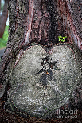 Wall Art featuring the photograph Love by D Lee