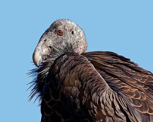 Animal Photograph - Lovely Child #872 California Condor by KJ Swan