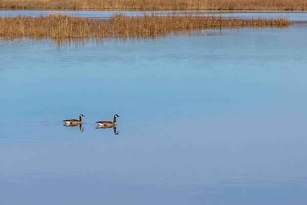 Virginia Photograph - Lovely Couple by David Fountain