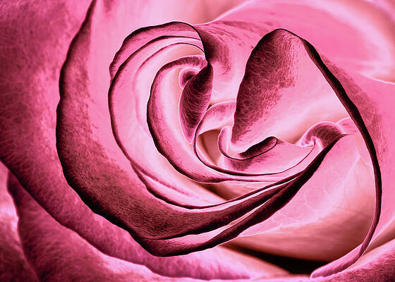 Abstract Wall Art featuring the photograph Lovely Curves by Elvira Peretsman