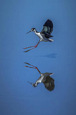 Nature Photograph - Lovely Landing by Tim Lyden