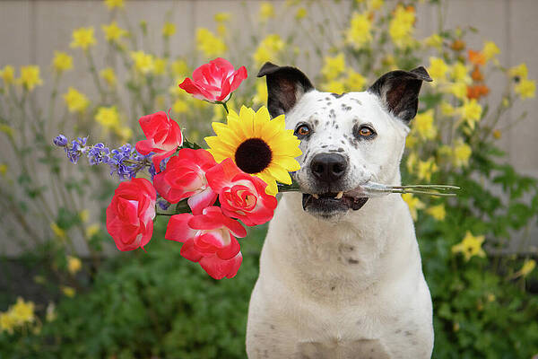 Oregon Photograph - Lovin Spring by Diane Moller