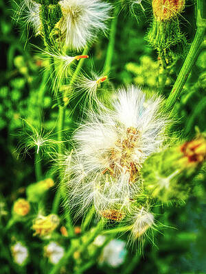 Vibrant Photograph - Loving Dandelions by Tatiana Travelways