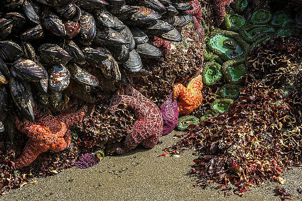 Oregon Photograph - Low Tide Life by Diane Moller