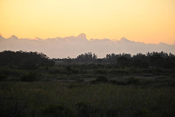 Nature Photograph - Loxahatchee Wildlife Refuge 2 by David McKinney