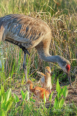 Fl Wall Art featuring the photograph Lucky And Goldie With Their Momma  9 Of 12 by Mary Lou Chmura