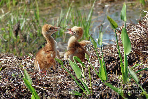 Fl Wall Art featuring the photograph Lucky Meets Goldie 8 Of 12 by Mary Lou Chmura