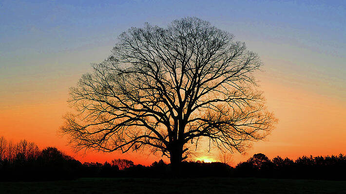 Newberry Wall Art featuring the photograph Luke's Oak At Sunrise by Brian Hare