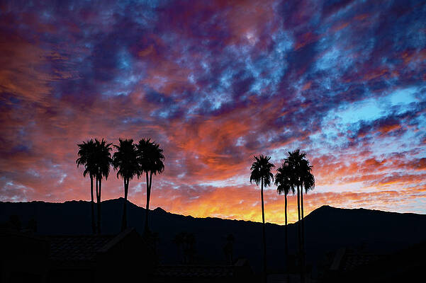 Tree Photograph - Luminous Desert Sunset Skies Behind Palm Trees, Palm Desert California by Bonnie Colgan